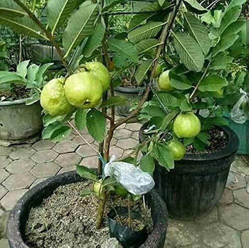 Guava Tree Grafted Plant