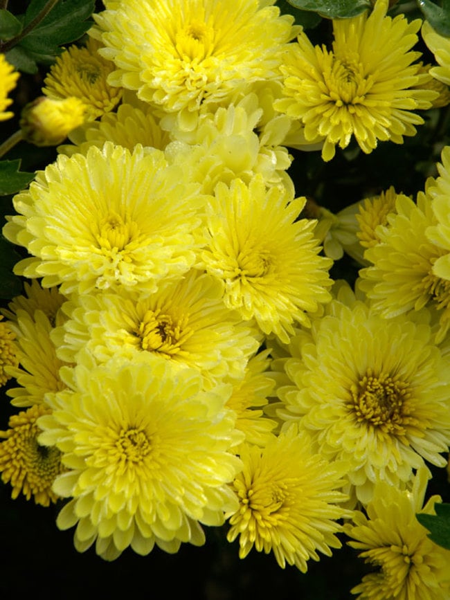 Guldavari Yellow Flower Plant For All Season Plant