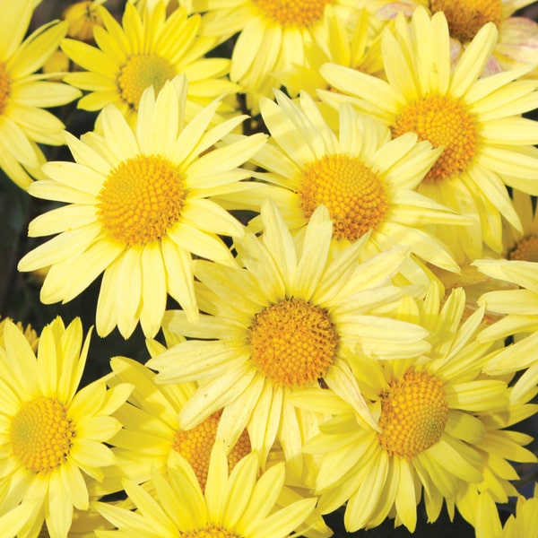 Guldavari Yellow Flower Plant For All Season Plant