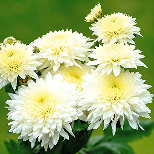 Guldavari White Flower Plant For All Season Plant
