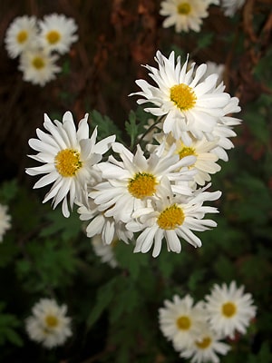 Guldavari White Flower Plant For All Season Plant