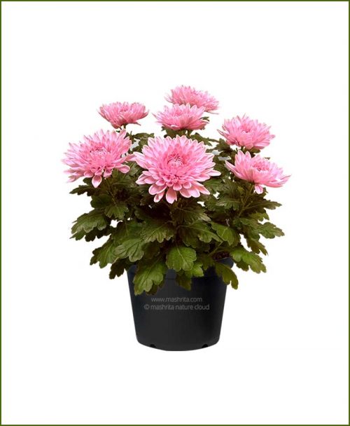 Guldavari Pink Flower Plant For All Season Plant