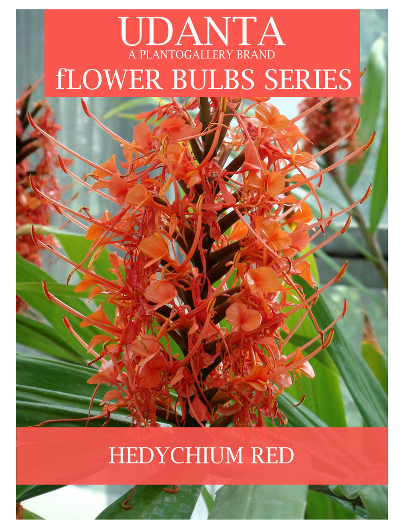 Hedychium "Coccineum" Red Ginger Lily Hybrid Flower Bulbs - Pack of 5 Bulbs By Plantogallery