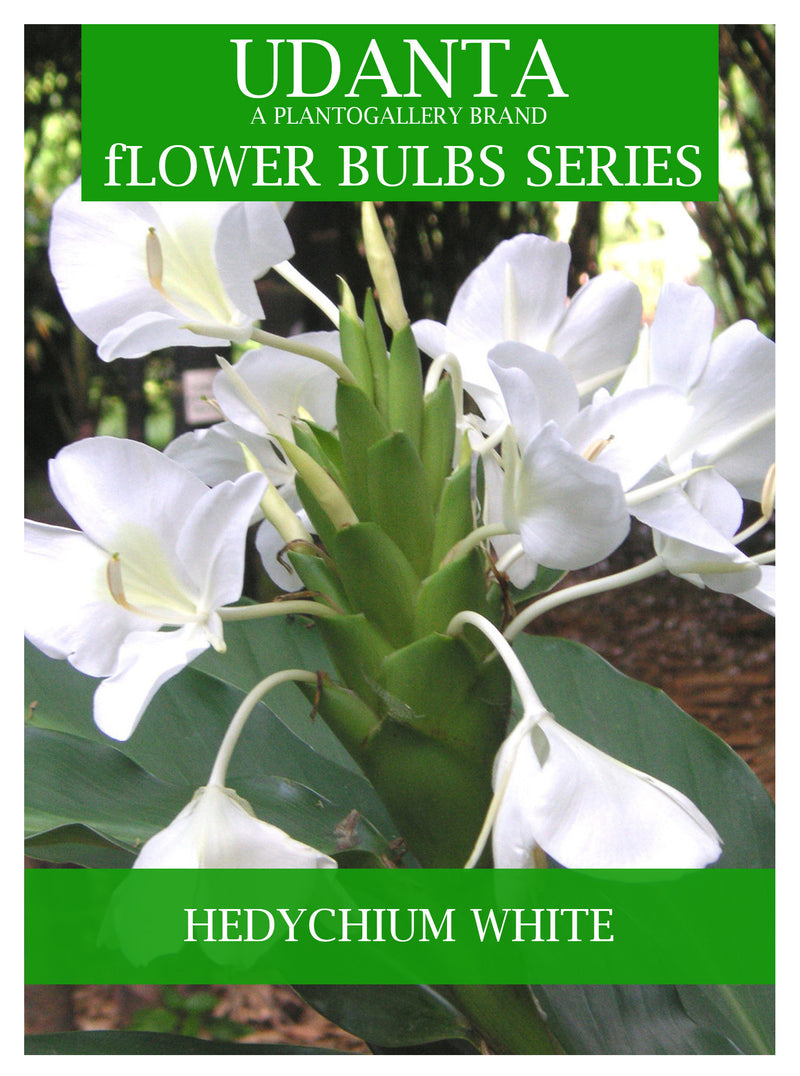 Hedychium "Coccineum" White Ginger Lily Hybrid Flower Bulbs - Pack of 5 Bulbs By Plantogallery