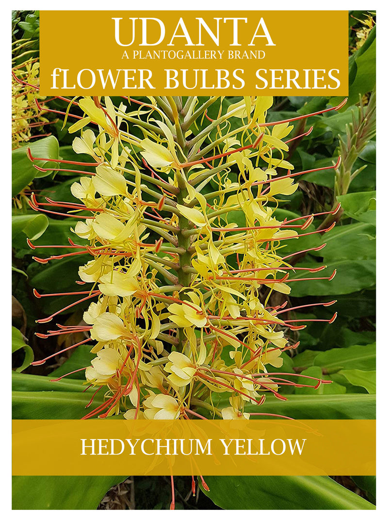 Hedychium "Coccineum" Yellow Ginger Lily Hybrid Flower Bulbs - Pack of 5 Bulbs By Plantogallery