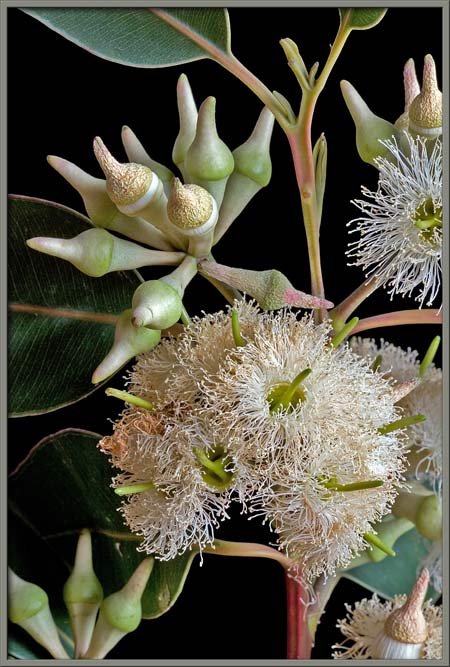 Eucalyptus-White - Safeda