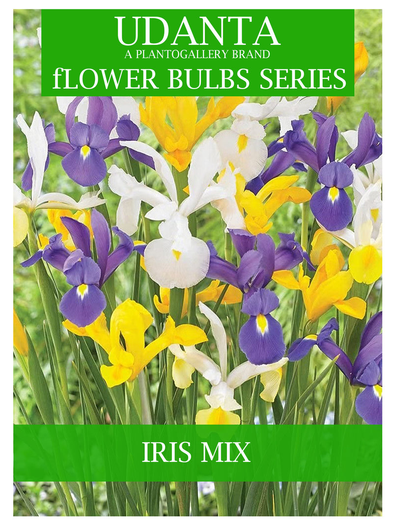 Plantogallery Iris Mix Imported Flower Bulbs (Pack of 5 Bulbs)