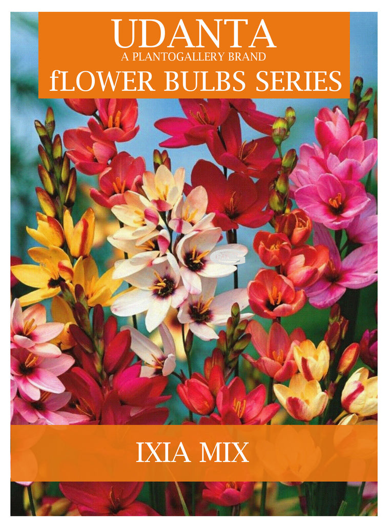 Plantogallery  Ixia Mix Flower Bulbs(mixed color) Pack of 5
