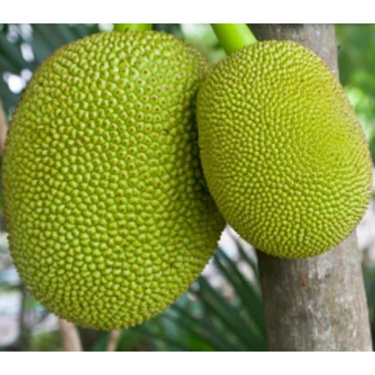 udanta-jackfruit-plant