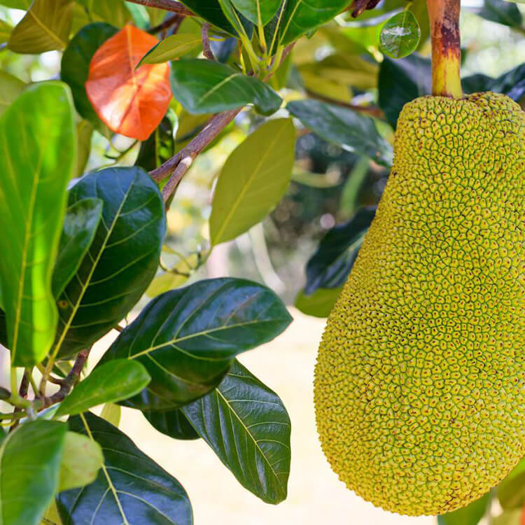 jackfruit-plant-by-udanta