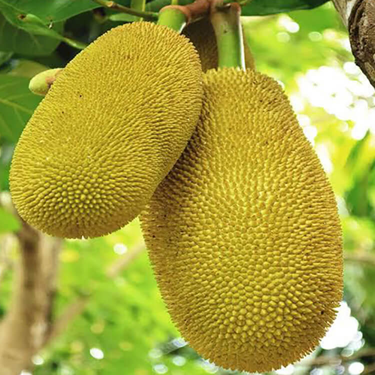 jackfruit-plant-udanta