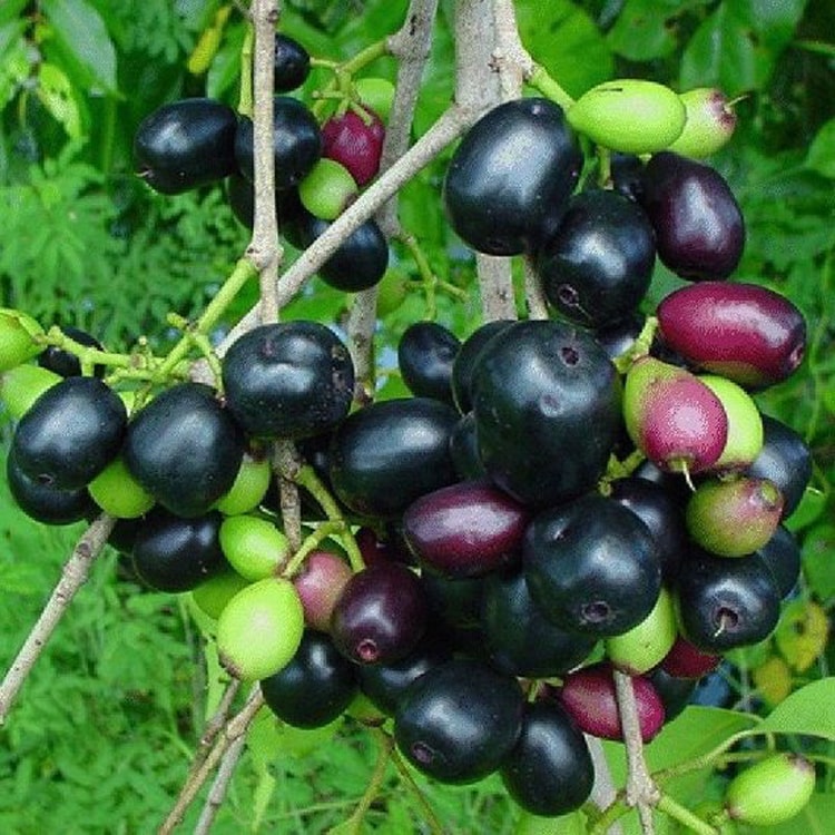 Jambolam jumbo jamun fruit