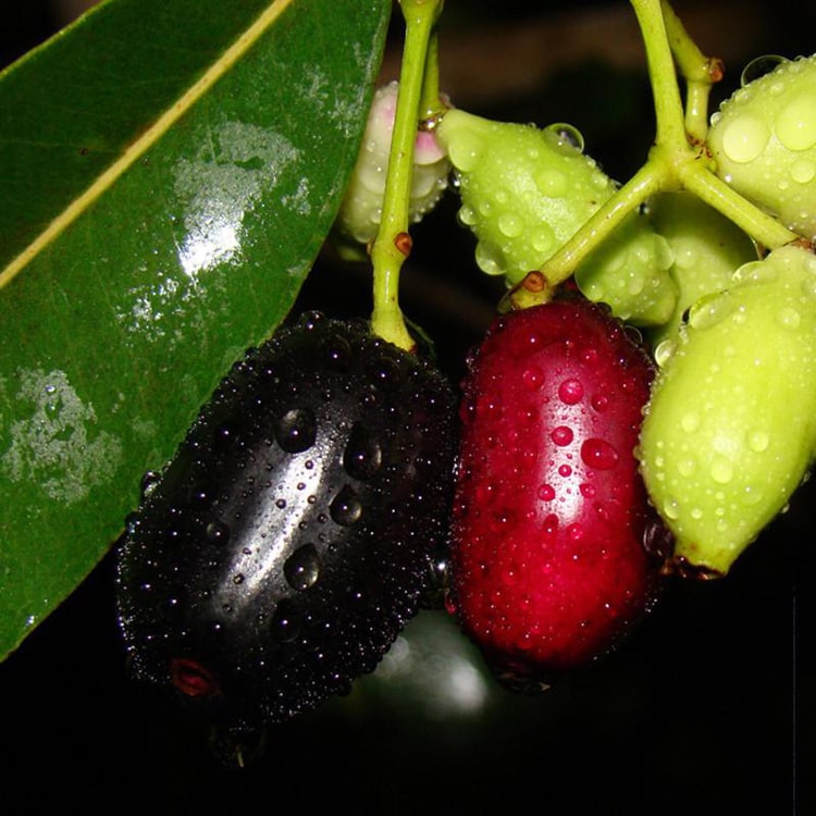 Jambolam jumbo jamun plant
