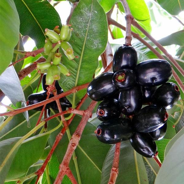 udanta-jamun-tree-grafter-plant