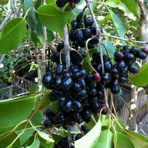 grafted-jamun-tree-by-udanta
