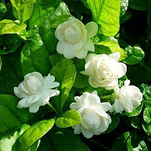 Chandni-double-white-flower