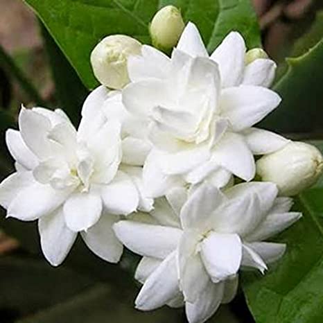 Chandni-double-white-flower