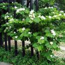 Kachanar White Flower Pant For Home Gardening