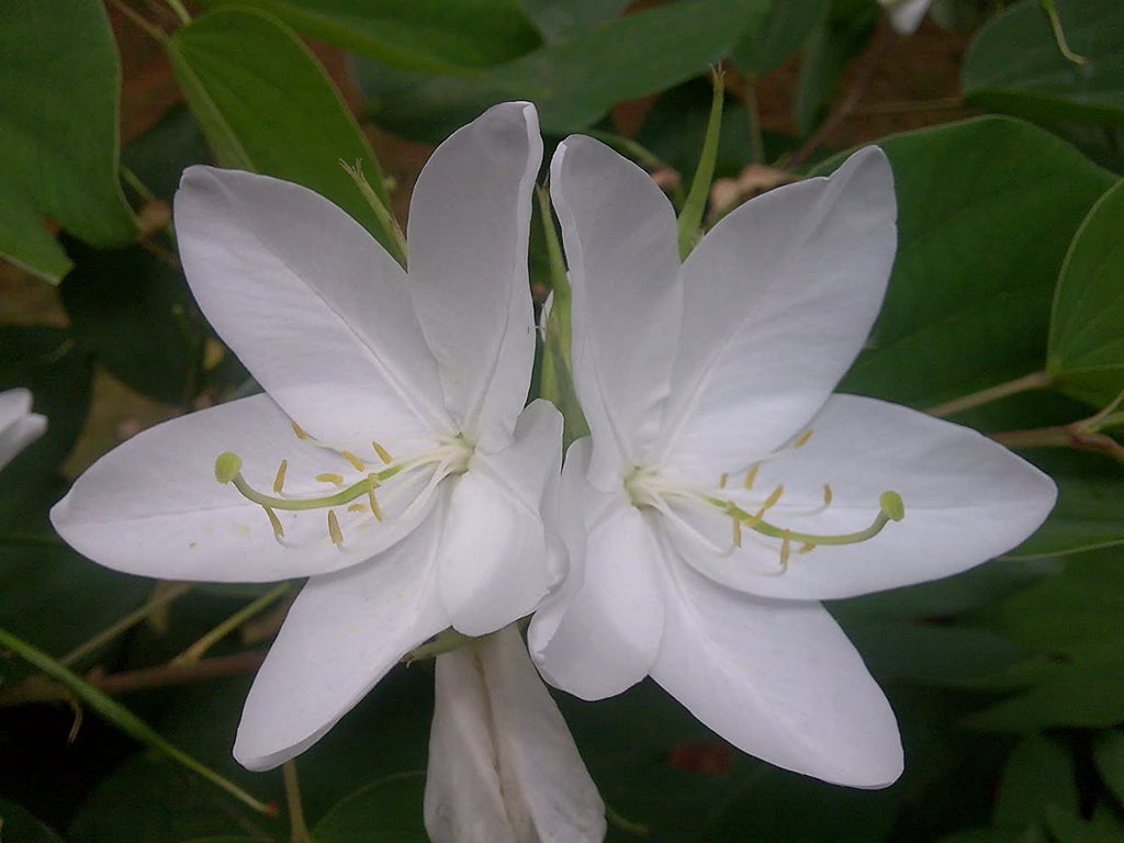 Kachanar White Flower Pant For Home Gardening