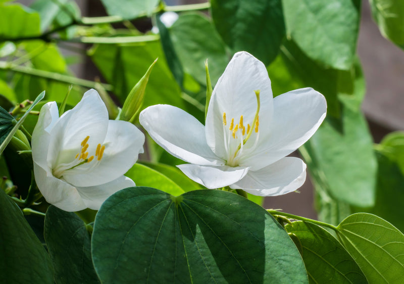 Kachnar White Flower Plant For Home Gardening