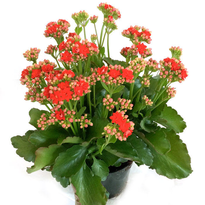 Kalanchoe Red Flower Plant For All Season