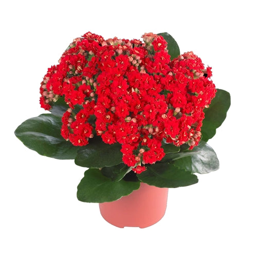 Kalanchoe Red Flower Plant For All Season