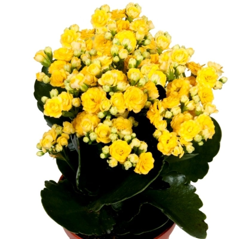 Kalanchoe Yellow Flower Plant For All Season