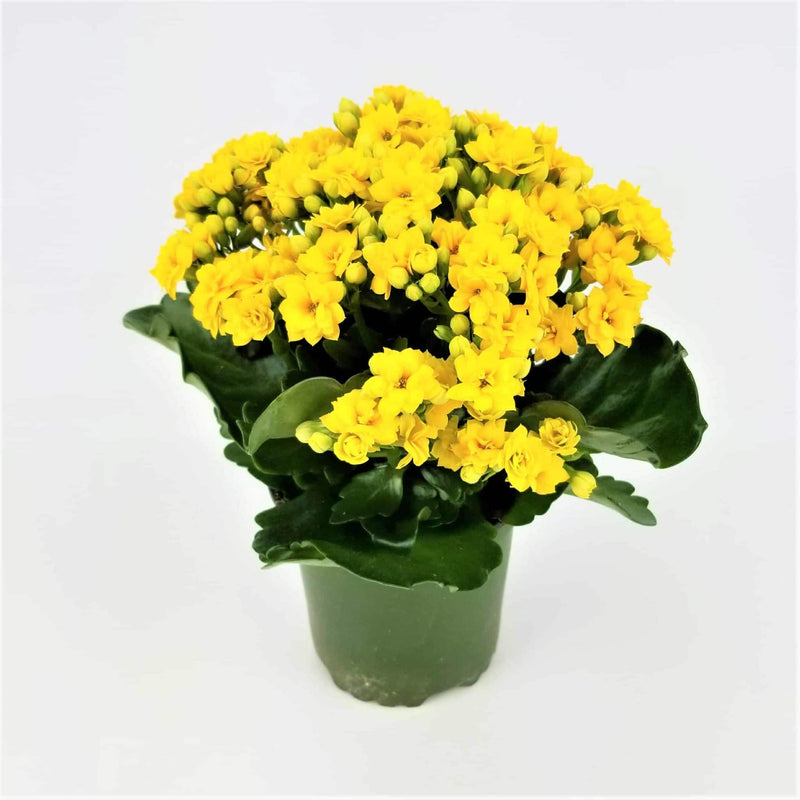 Kalanchoe Yellow Flower Plant For All Season