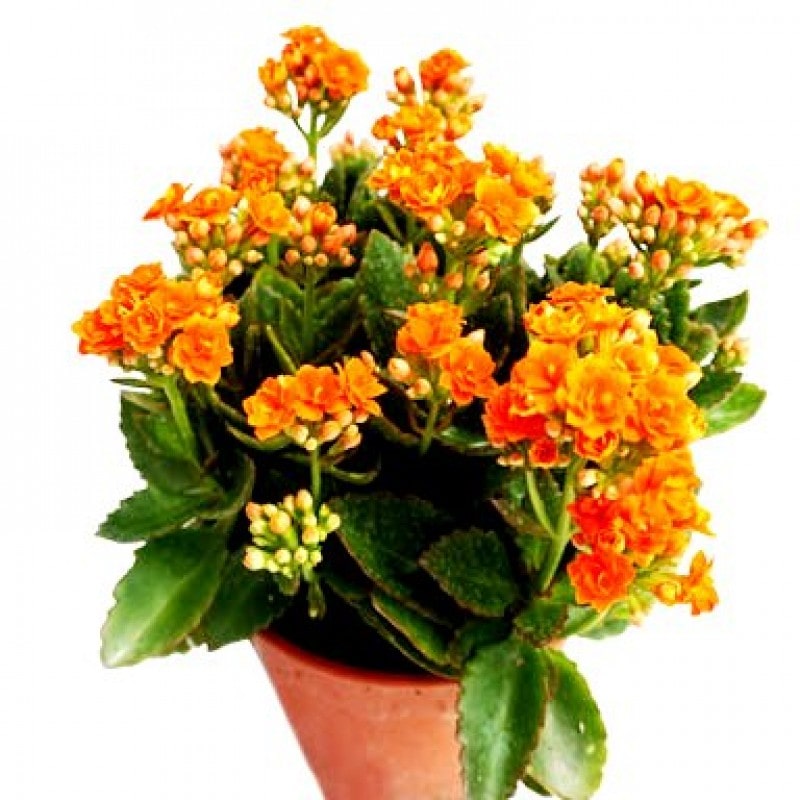 Plantogallery  Kalanchoe Orange Flower Plant For All Season