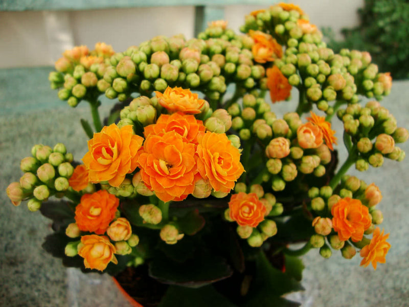 Plantogallery  Kalanchoe Orange Flower Plant For All Season