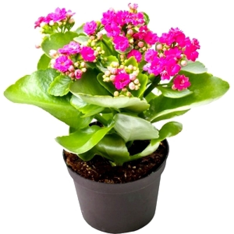 Kalanchoe Pink Flower Plant For All Season