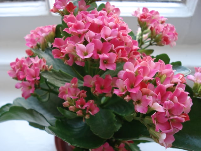 Kalanchoe Pink Flower Plant For All Season
