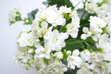 Kalanchoe White Flower Plant For Home Decor