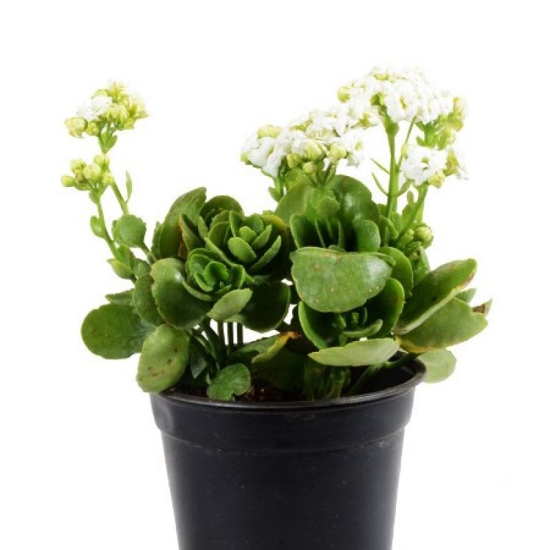 Kalanchoe White Flower Plant For Home Decor