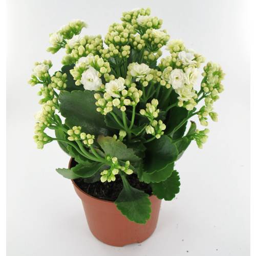 Kalanchoe White Flower Plant For Home Decor