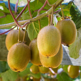 kiwi-tree-by-udanta