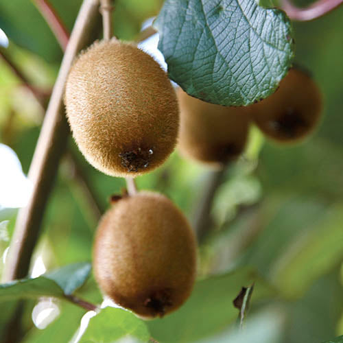 udanta-kiwi-tree-plant