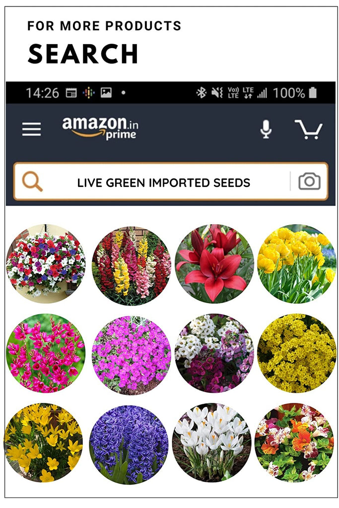 Live Green Imported Seeds - Impatiens Ibrido Mix Flower Seeds Best for Home Gardening - Pack of 0.3gm Seeds