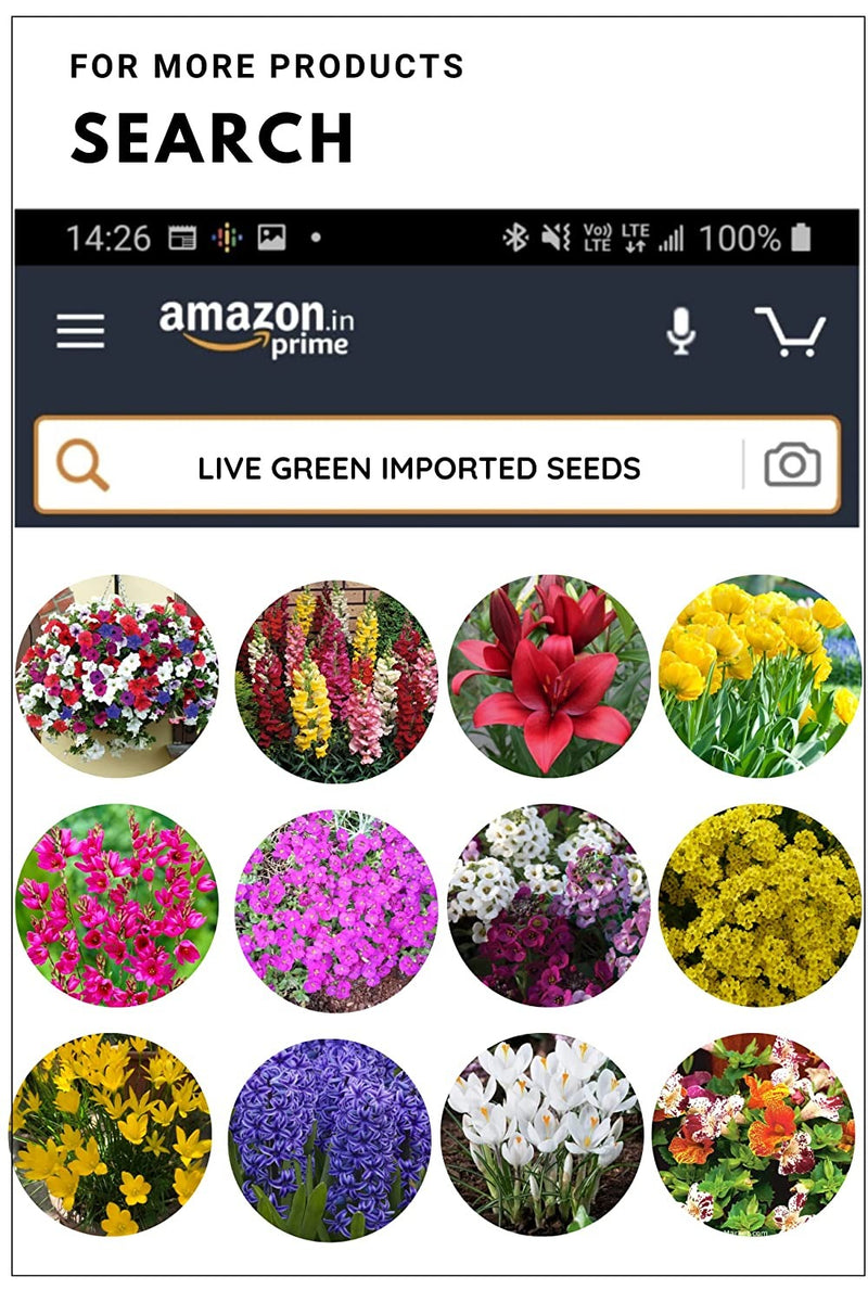Live Green Imported Seeds -Gerbera Ibrida Grandi Fiori Flower Seeds - Pack of 0.2gm Seeds