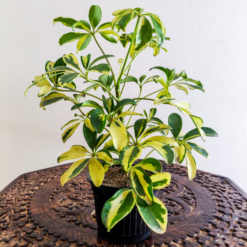 Saplera Indoor Plant for Home