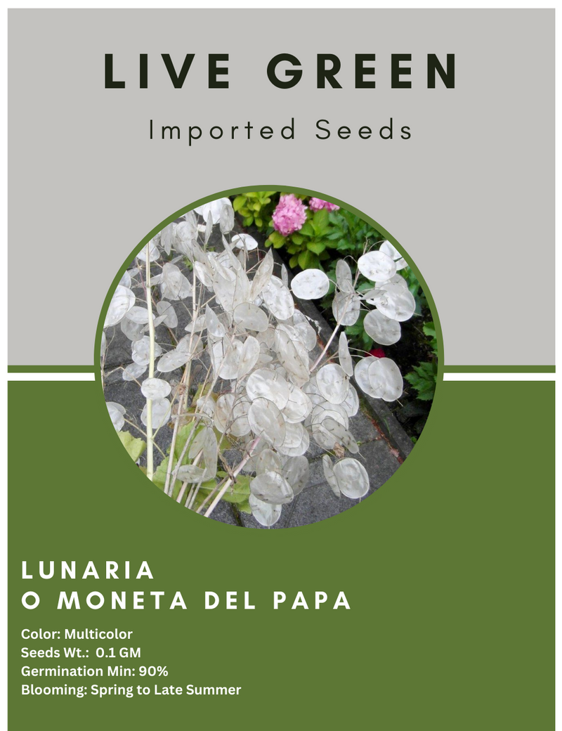 Live Green Imported Seeds - Lunaria Moneta Del Papa Honesty Flower Seeds for Home Gardening - Pack of 0.1gm Seeds