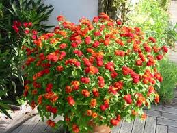 Lantana Red Outdoor Flower Plant For Home Gardening