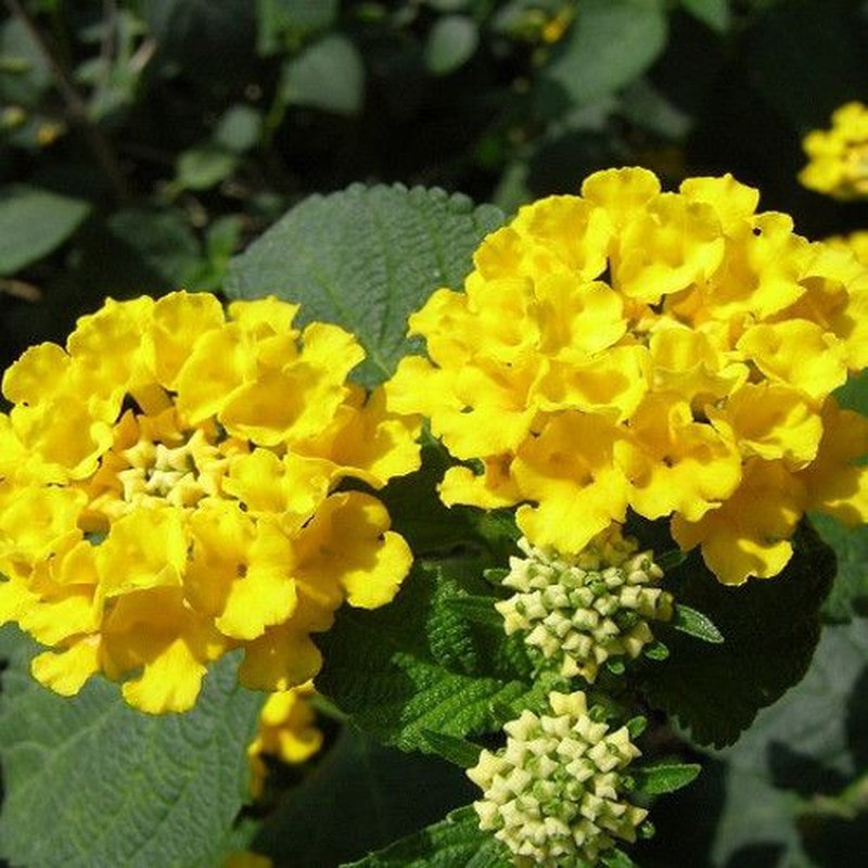 Lantana Yellow Flower Plant For All Season