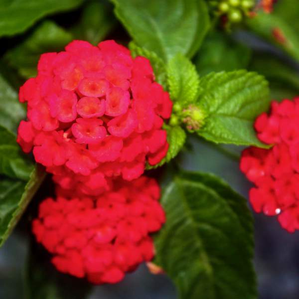 Lantana Red Outdoor Flower Plant For Home Gardening