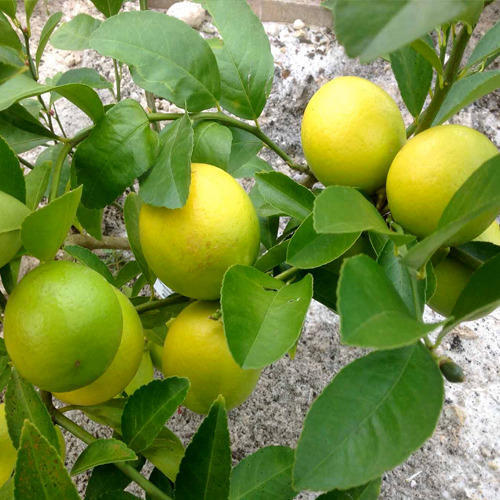 Lemon Tree Grafted Fruit Plant