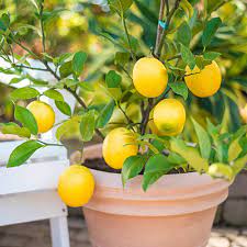Lemon Tree Grafted Fruit Plant