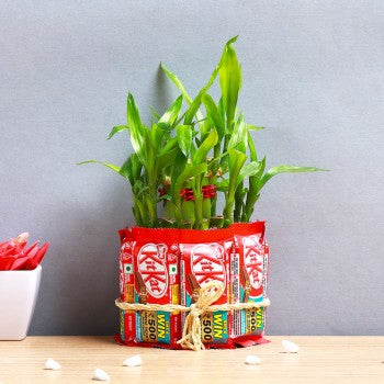 Lucky-Bamboo-With-Kitkat-Chocolate-plantogallery