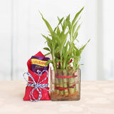 Lucky-bamboo-plant-plantogallery-diwali-wishes