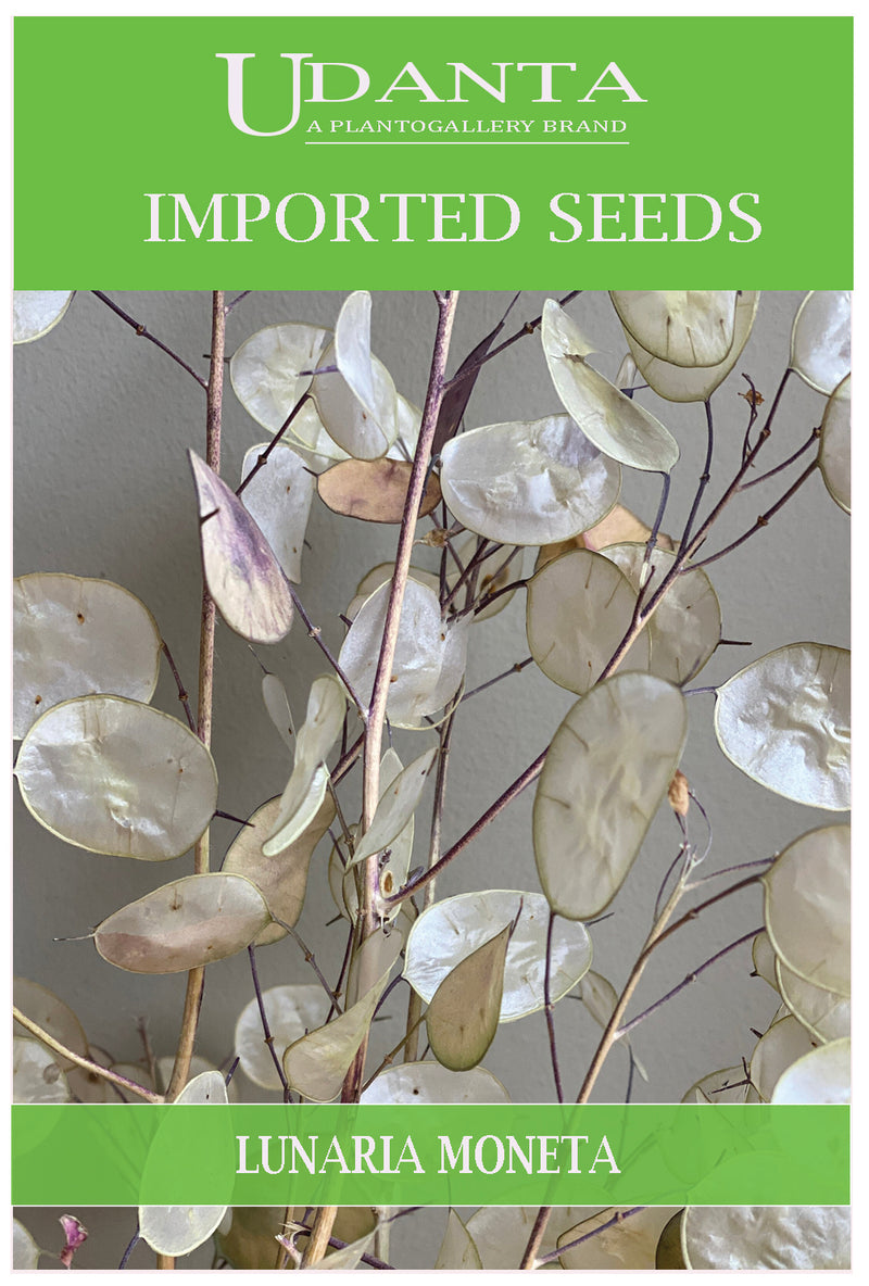 Udanta Imported Flower Seeds - Lunaria Moneta Del Papa Honesty Flower Seeds - Qty 2Gm