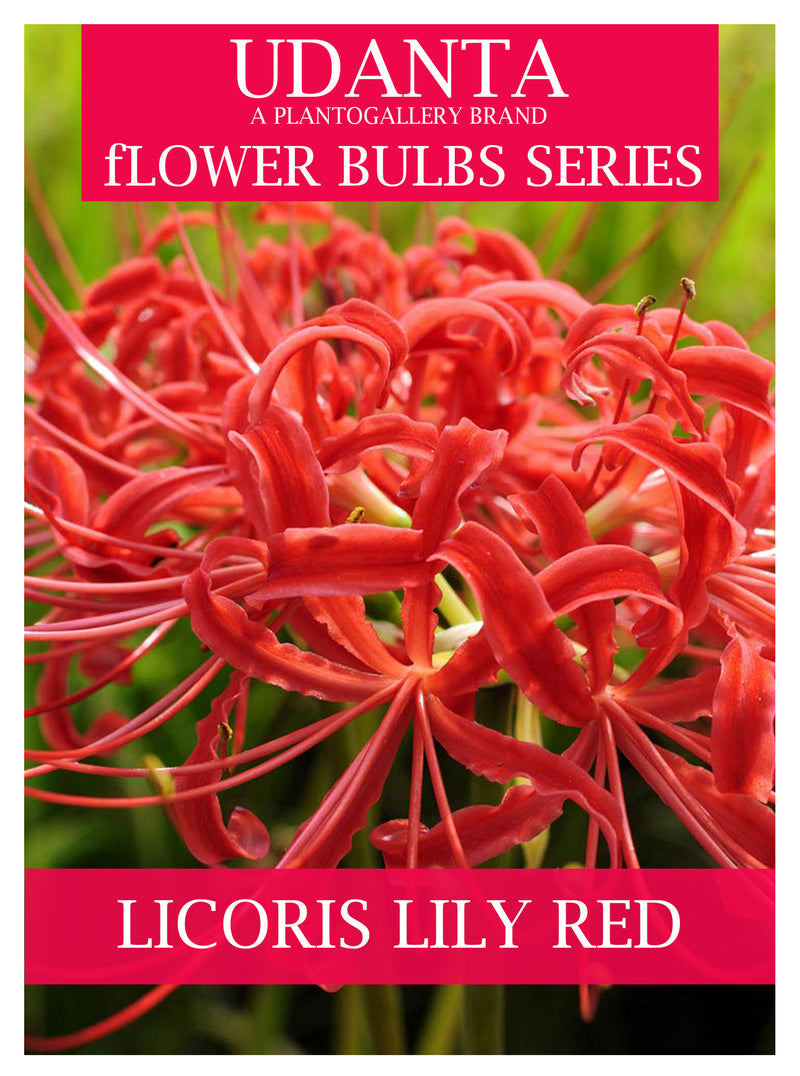 Lycoris Summer Flower Bulbs Pack Of 15 For Home Gardening By Plantogallery